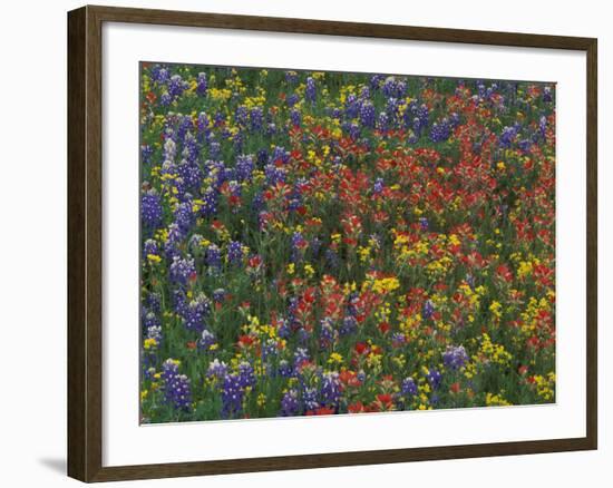 Texas Paintbrush and Bluebonnets with Low Bladderpod, Hill Country, Texas, USA-Adam Jones-Framed Photographic Print