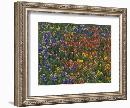 Texas Paintbrush and Bluebonnets with Low Bladderpod, Hill Country, Texas, USA-Adam Jones-Framed Photographic Print