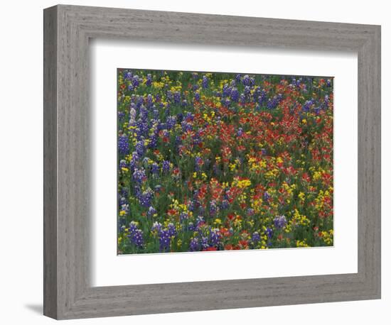 Texas Paintbrush and Bluebonnets with Low Bladderpod, Hill Country, Texas, USA-Adam Jones-Framed Photographic Print