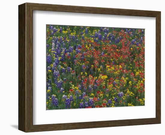 Texas Paintbrush and Bluebonnets with Low Bladderpod, Hill Country, Texas, USA-Adam Jones-Framed Photographic Print