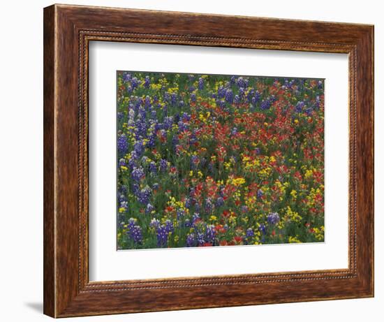 Texas Paintbrush and Bluebonnets with Low Bladderpod, Hill Country, Texas, USA-Adam Jones-Framed Photographic Print