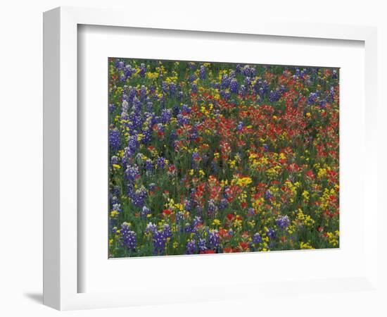 Texas Paintbrush and Bluebonnets with Low Bladderpod, Hill Country, Texas, USA-Adam Jones-Framed Photographic Print