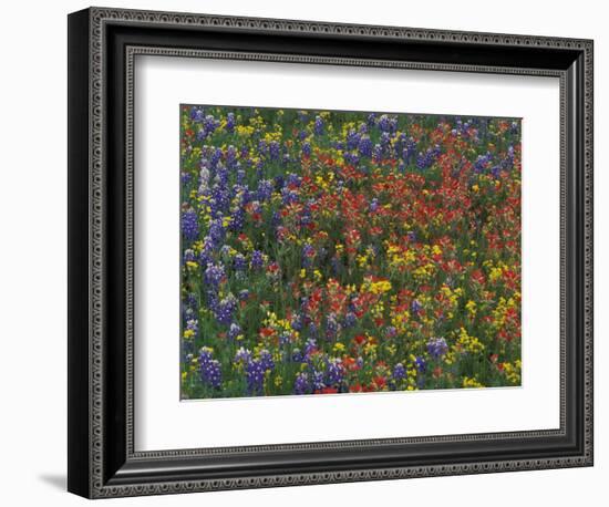 Texas Paintbrush and Bluebonnets with Low Bladderpod, Hill Country, Texas, USA-Adam Jones-Framed Photographic Print