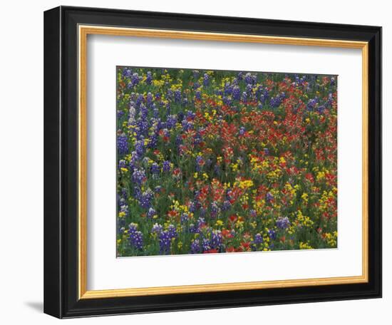 Texas Paintbrush and Bluebonnets with Low Bladderpod, Hill Country, Texas, USA-Adam Jones-Framed Photographic Print