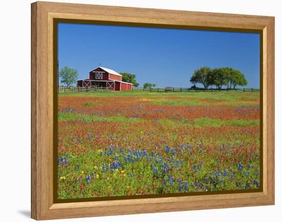 Texas Paintbrush Flowers and Red Barn in Field, Texas Hill Country, Texas, USA-Adam Jones-Framed Premier Image Canvas