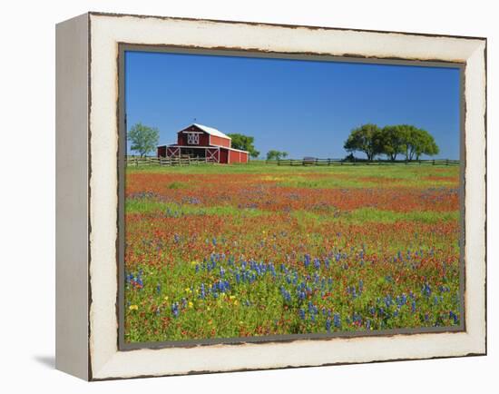 Texas Paintbrush Flowers and Red Barn in Field, Texas Hill Country, Texas, USA-Adam Jones-Framed Premier Image Canvas