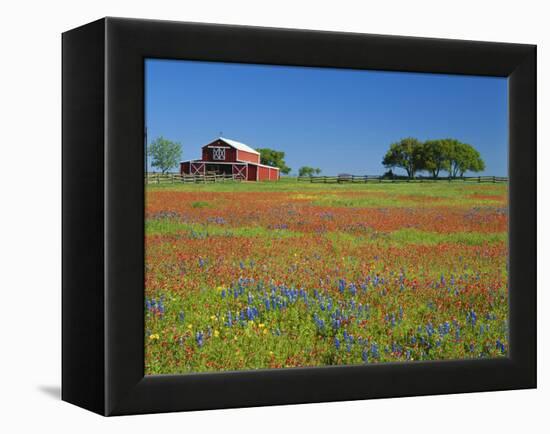 Texas Paintbrush Flowers and Red Barn in Field, Texas Hill Country, Texas, USA-Adam Jones-Framed Premier Image Canvas