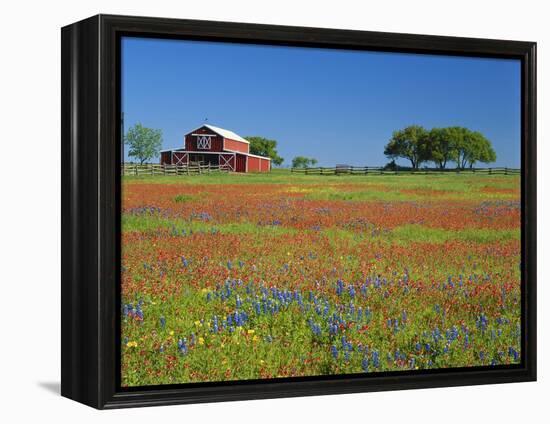 Texas Paintbrush Flowers and Red Barn in Field, Texas Hill Country, Texas, USA-Adam Jones-Framed Premier Image Canvas