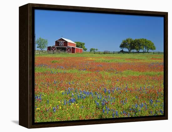 Texas Paintbrush Flowers and Red Barn in Field, Texas Hill Country, Texas, USA-Adam Jones-Framed Premier Image Canvas