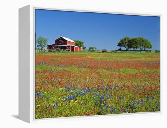 Texas Paintbrush Flowers and Red Barn in Field, Texas Hill Country, Texas, USA-Adam Jones-Framed Premier Image Canvas