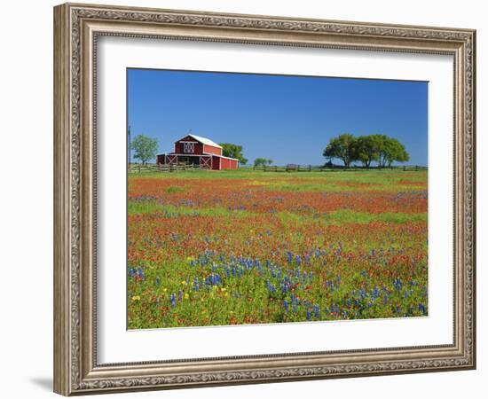 Texas Paintbrush Flowers and Red Barn in Field, Texas Hill Country, Texas, USA-Adam Jones-Framed Photographic Print