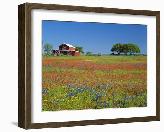 Texas Paintbrush Flowers and Red Barn in Field, Texas Hill Country, Texas, USA-Adam Jones-Framed Photographic Print