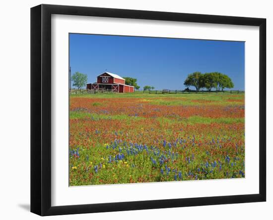 Texas Paintbrush Flowers and Red Barn in Field, Texas Hill Country, Texas, USA-Adam Jones-Framed Photographic Print