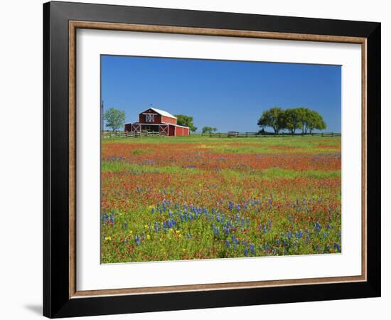 Texas Paintbrush Flowers and Red Barn in Field, Texas Hill Country, Texas, USA-Adam Jones-Framed Photographic Print