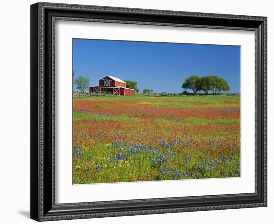 Texas Paintbrush Flowers and Red Barn in Field, Texas Hill Country, Texas, USA-Adam Jones-Framed Photographic Print