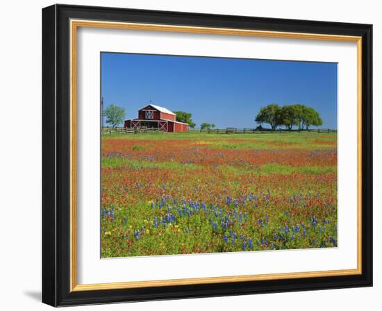 Texas Paintbrush Flowers and Red Barn in Field, Texas Hill Country, Texas, USA-Adam Jones-Framed Photographic Print