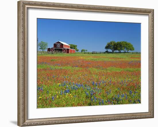 Texas Paintbrush Flowers and Red Barn in Field, Texas Hill Country, Texas, USA-Adam Jones-Framed Photographic Print