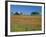 Texas Paintbrush Flowers and Red Barn in Field, Texas Hill Country, Texas, USA-Adam Jones-Framed Photographic Print