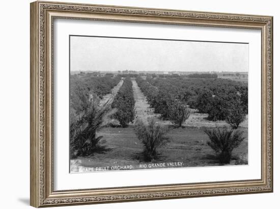 Texas - Rio Grande Valley Grapefruit Orchard-Lantern Press-Framed Art Print