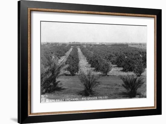 Texas - Rio Grande Valley Grapefruit Orchard-Lantern Press-Framed Art Print