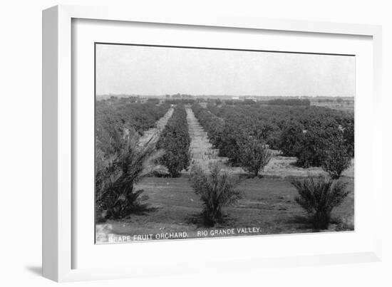 Texas - Rio Grande Valley Grapefruit Orchard-Lantern Press-Framed Art Print