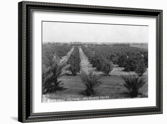 Texas - Rio Grande Valley Grapefruit Orchard-Lantern Press-Framed Art Print