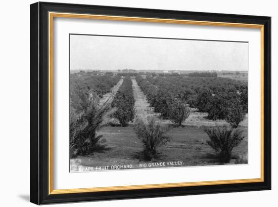 Texas - Rio Grande Valley Grapefruit Orchard-Lantern Press-Framed Art Print