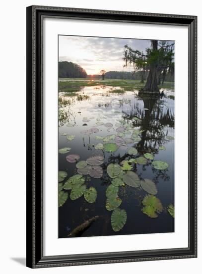 Texas's Largest Natural Lake at Sunrise, Caddo Lake, Texas, USA-Larry Ditto-Framed Photographic Print