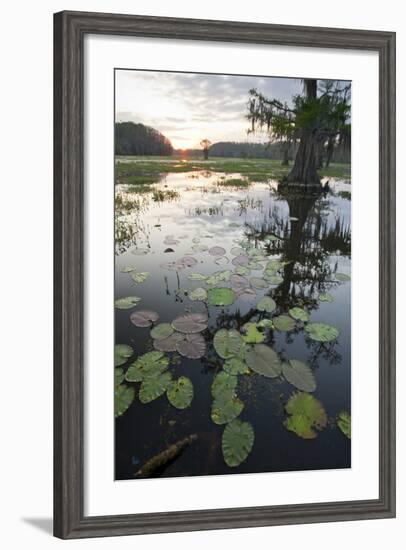 Texas's Largest Natural Lake at Sunrise, Caddo Lake, Texas, USA-Larry Ditto-Framed Photographic Print