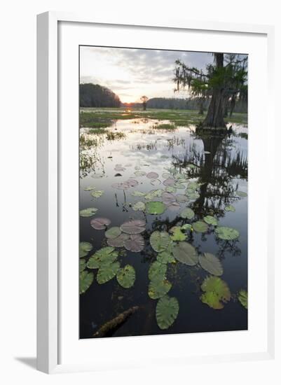 Texas's Largest Natural Lake at Sunrise, Caddo Lake, Texas, USA-Larry Ditto-Framed Photographic Print