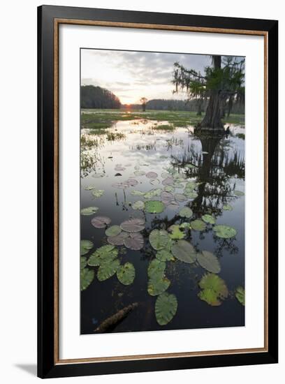 Texas's Largest Natural Lake at Sunrise, Caddo Lake, Texas, USA-Larry Ditto-Framed Photographic Print