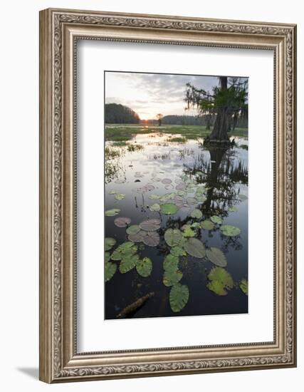 Texas's Largest Natural Lake at Sunrise, Caddo Lake, Texas, USA-Larry Ditto-Framed Photographic Print