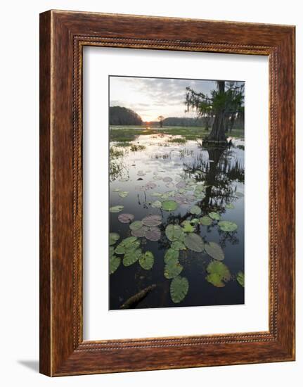 Texas's Largest Natural Lake at Sunrise, Caddo Lake, Texas, USA-Larry Ditto-Framed Photographic Print