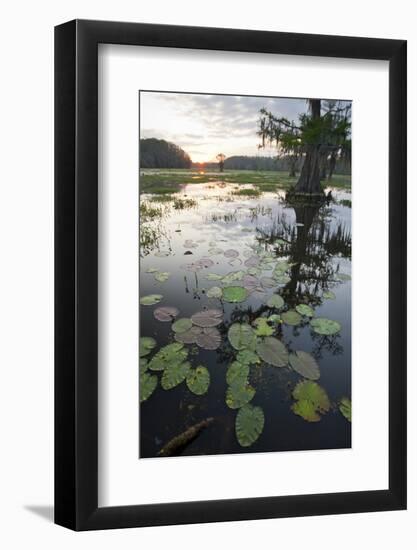 Texas's Largest Natural Lake at Sunrise, Caddo Lake, Texas, USA-Larry Ditto-Framed Photographic Print