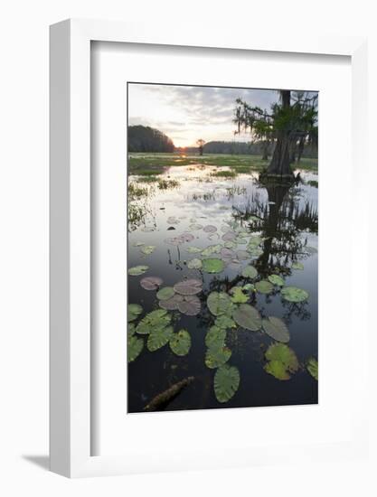 Texas's Largest Natural Lake at Sunrise, Caddo Lake, Texas, USA-Larry Ditto-Framed Photographic Print