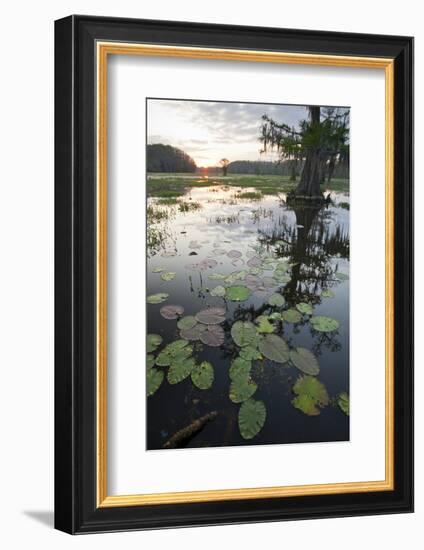 Texas's Largest Natural Lake at Sunrise, Caddo Lake, Texas, USA-Larry Ditto-Framed Photographic Print