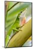 Texas, Sabal Palm Sanctuary. Male Green Anole on Plant-Jaynes Gallery-Mounted Photographic Print