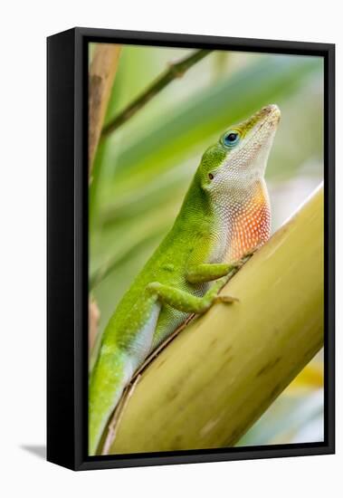 Texas, Sabal Palm Sanctuary. Male Green Anole on Plant-Jaynes Gallery-Framed Premier Image Canvas