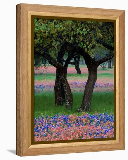 Texas Wildflowers and Dancing Trees, Hill Country, Texas, USA-Nancy Rotenberg-Framed Premier Image Canvas