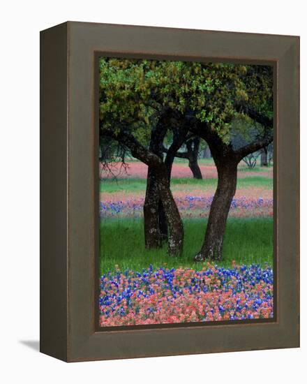 Texas Wildflowers and Dancing Trees, Hill Country, Texas, USA-Nancy Rotenberg-Framed Premier Image Canvas