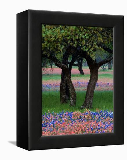 Texas Wildflowers and Dancing Trees, Hill Country, Texas, USA-Nancy Rotenberg-Framed Premier Image Canvas
