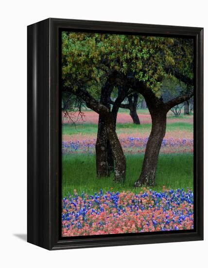 Texas Wildflowers and Dancing Trees, Hill Country, Texas, USA-Nancy Rotenberg-Framed Premier Image Canvas