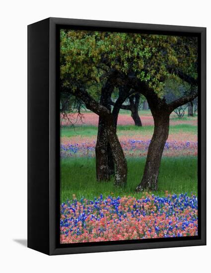 Texas Wildflowers and Dancing Trees, Hill Country, Texas, USA-Nancy Rotenberg-Framed Premier Image Canvas