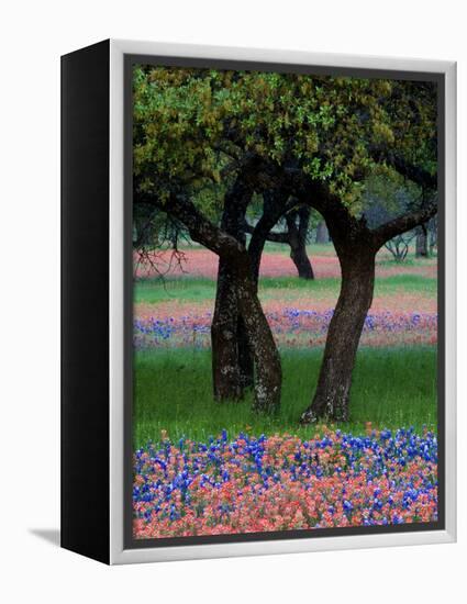 Texas Wildflowers and Dancing Trees, Hill Country, Texas, USA-Nancy Rotenberg-Framed Premier Image Canvas