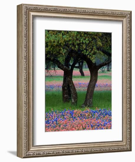 Texas Wildflowers and Dancing Trees, Hill Country, Texas, USA-Nancy Rotenberg-Framed Photographic Print