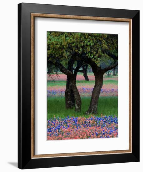 Texas Wildflowers and Dancing Trees, Hill Country, Texas, USA-Nancy Rotenberg-Framed Photographic Print