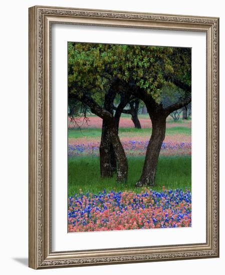 Texas Wildflowers and Dancing Trees, Hill Country, Texas, USA-Nancy Rotenberg-Framed Photographic Print