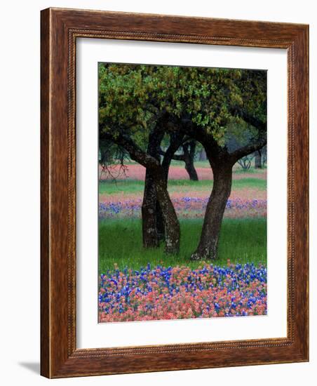 Texas Wildflowers and Dancing Trees, Hill Country, Texas, USA-Nancy Rotenberg-Framed Photographic Print