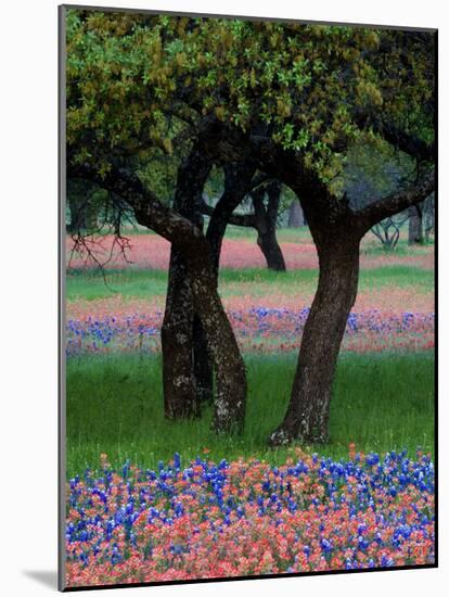 Texas Wildflowers and Dancing Trees, Hill Country, Texas, USA-Nancy Rotenberg-Mounted Photographic Print