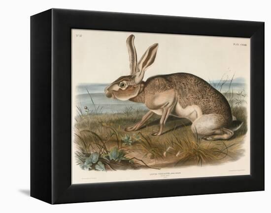 Texian Hare (Lepus Texianus), 1848 (Hand-Coloured Lithograph)-John James Audubon-Framed Premier Image Canvas